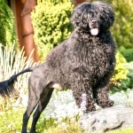 Portuguese Water Dog cute