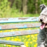 Pumi breed hd wallpaper