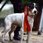 Ratonero Bodeguero Andaluz pic