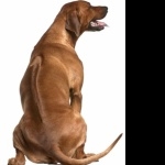 Rhodesian Ridgeback free download