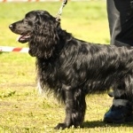 Russian Spaniel full hd