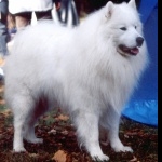 Samoyed breed cute