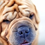 Shar Pei download