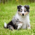 Shetland Sheepdog wallpapers for desktop