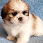 Shih Tzu new photos