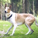 Smooth Collie wallpapers