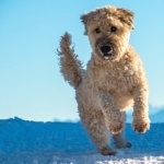 Soft-Coated Wheaten Terrier funny