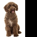 Spanish Water Dog new wallpapers