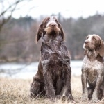 Spinone Italiano hd desktop