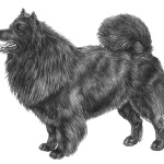 Swedish Lapphund photo