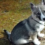 Swedish Vallhund wallpapers for desktop