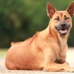 Thai Ridgeback hd