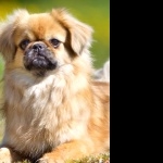 Tibetan Spaniel wallpapers hd