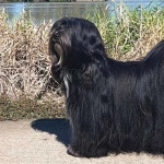 Tibetan Terrier funny