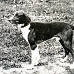 Trigg Hound free download