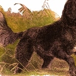 Tweed Water Spaniel pics