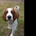 Welsh Springer Spaniel image