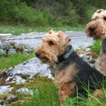 Welsh Terrier photo