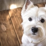 West Highland White Terrier new wallpaper