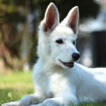 White Shepherd hd wallpaper