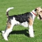 Wire Fox Terrier high definition photo