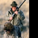 Wirehaired Pointing Griffon full hd