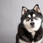 Alaskan Klee Kai image