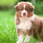 Australian Shepherd download wallpaper