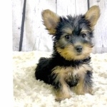 Australian Silky Terrier hd wallpaper