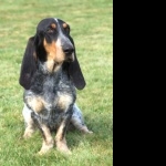 Basset Bleu de Gascogne cute