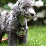 Bedlington Terrier image