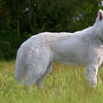 Berger Blanc Suisse free download