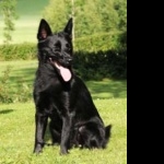 Black Norwegian Elkhound hd desktop