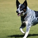 Blue Heeler high definition wallpapers