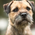 Border Terrier hd wallpaper