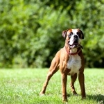 Boxer breed pic