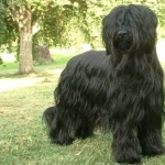 Briard hd photos