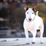 Bull Terrier new photos