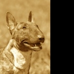 Bull Terrier (Miniature) free wallpapers