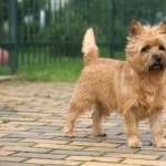 Cairn Terrier breed