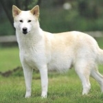 Canaan Dog pic