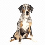 Catahoula Cur pics