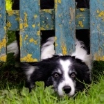 Cumberland Sheepdog photo