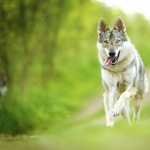 Czechoslovak Wolfdog new photos