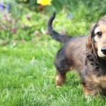 Dachshund wallpapers for desktop