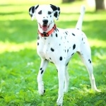 Dalmatian breed new photos