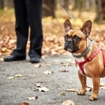 French Bulldog pics