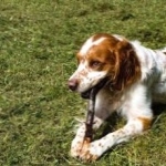 French Spaniel high definition photo