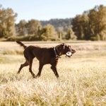 German Longhaired Pointer images