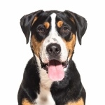 Greater Swiss Mountain Dog high quality wallpapers